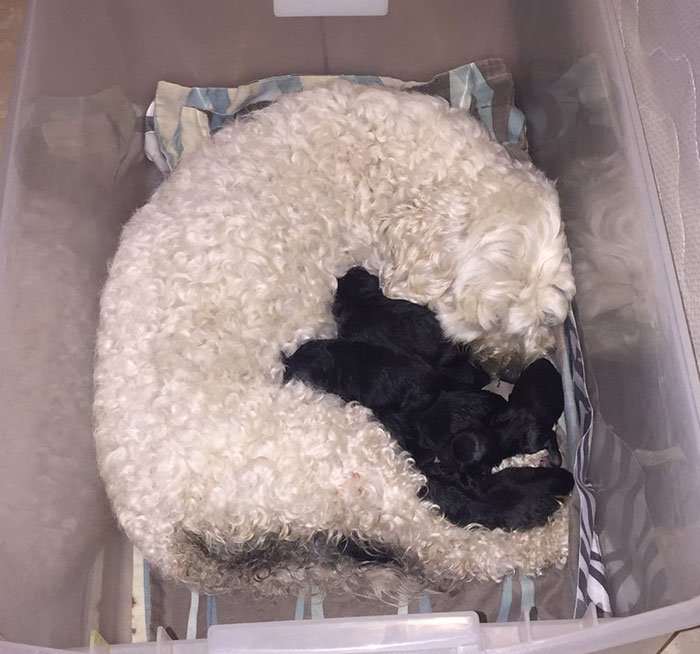 Este casal de cães brancos, foram pais de filhotes pretos. A internet exige um teste de paternidade