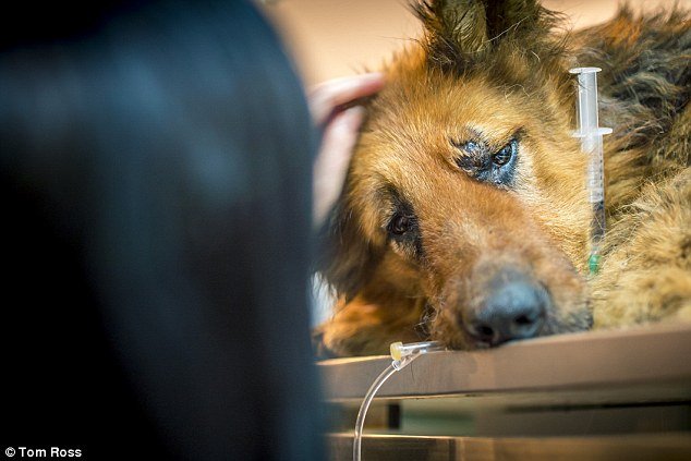 Cadela sobrevive depois de ser torturada de forma bárbara na Roménia