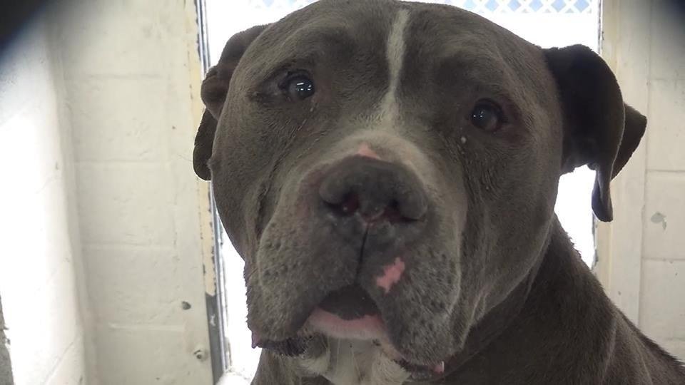 Este cão «chorou» quando foi abandonado pela família num canil