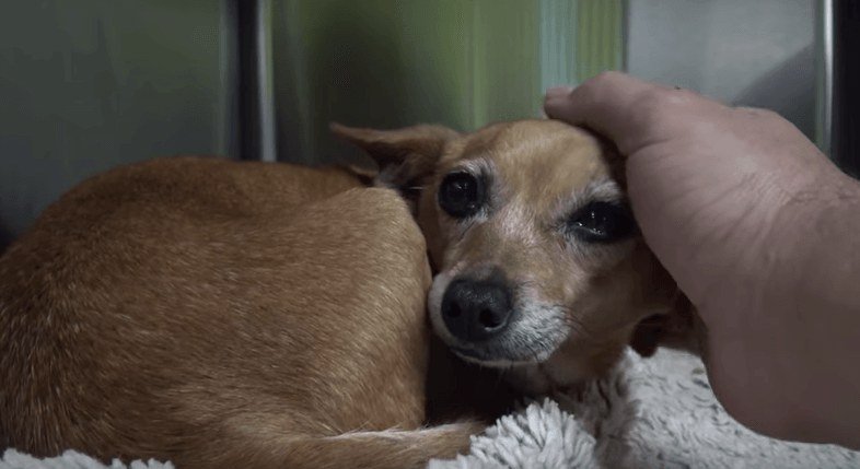 Cadela com 3 patas viveu 5 meses na rua, dentro de um caixote