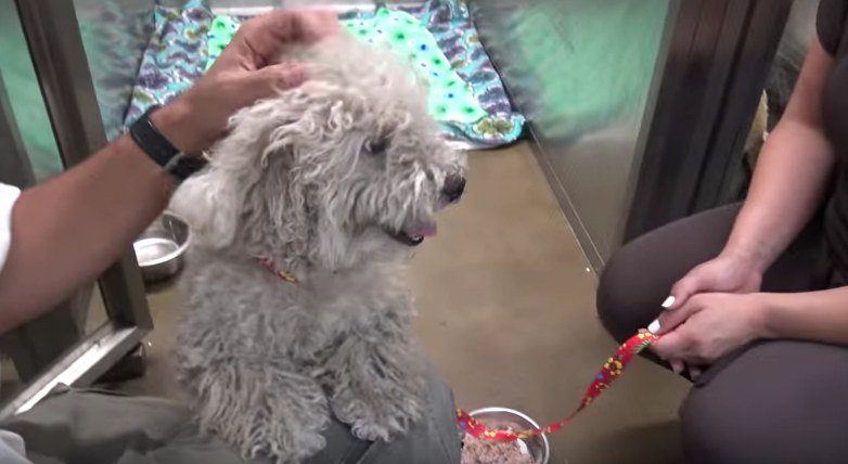 Este cão de rua já tinha desistido de viver, até que conheceu este menino