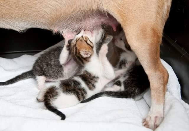 Cadela separada dos filhotes, foi para um abrigo onde adotou 3 gatinhos