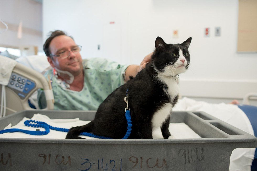 Gato resgatado passa os dias no Hospital para «iluminar» a vida dos pacientes
