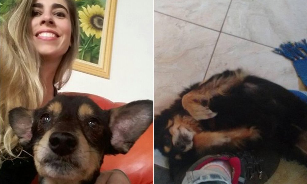 Encontrou o cão, perdido há 6 anos, ao ver uma fotografia no Facebook