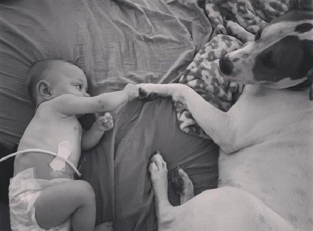 Cão adotado cria laço incrível com bebé que nasceu prematura