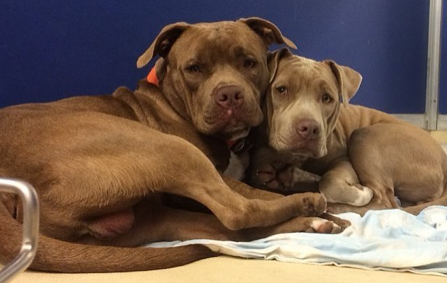 Cães de abrigo encontram conforto na única coisa que têm: um ao outro