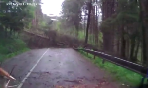 Família apanha susto quando várias árvores começam a cair na estrada onde seguiam