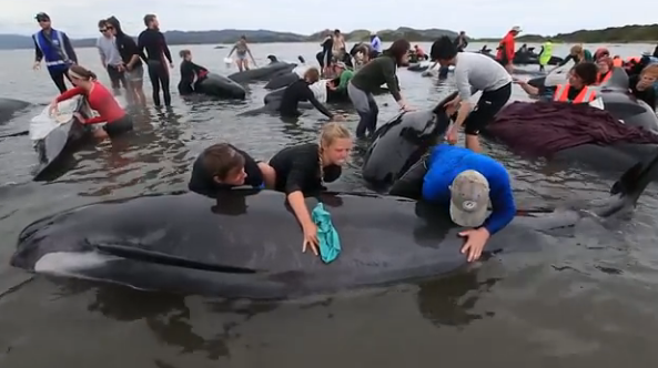 Tragédia: 400 baleias deram à costa na Nova Zelândia. 300 já morreram