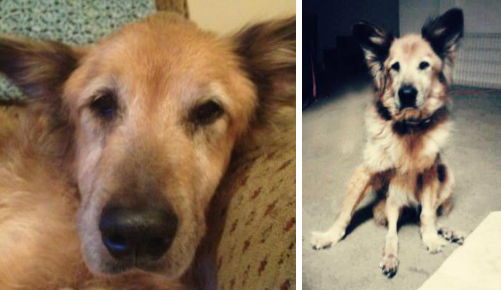Bear, o cão que passou 16 anos num canil foi, finalmente, adotado