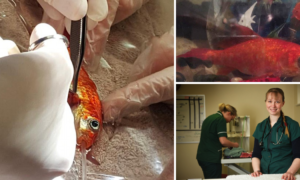 Família gastou 235€ para remover tumor ao seu Goldfish com 20 anos de idade