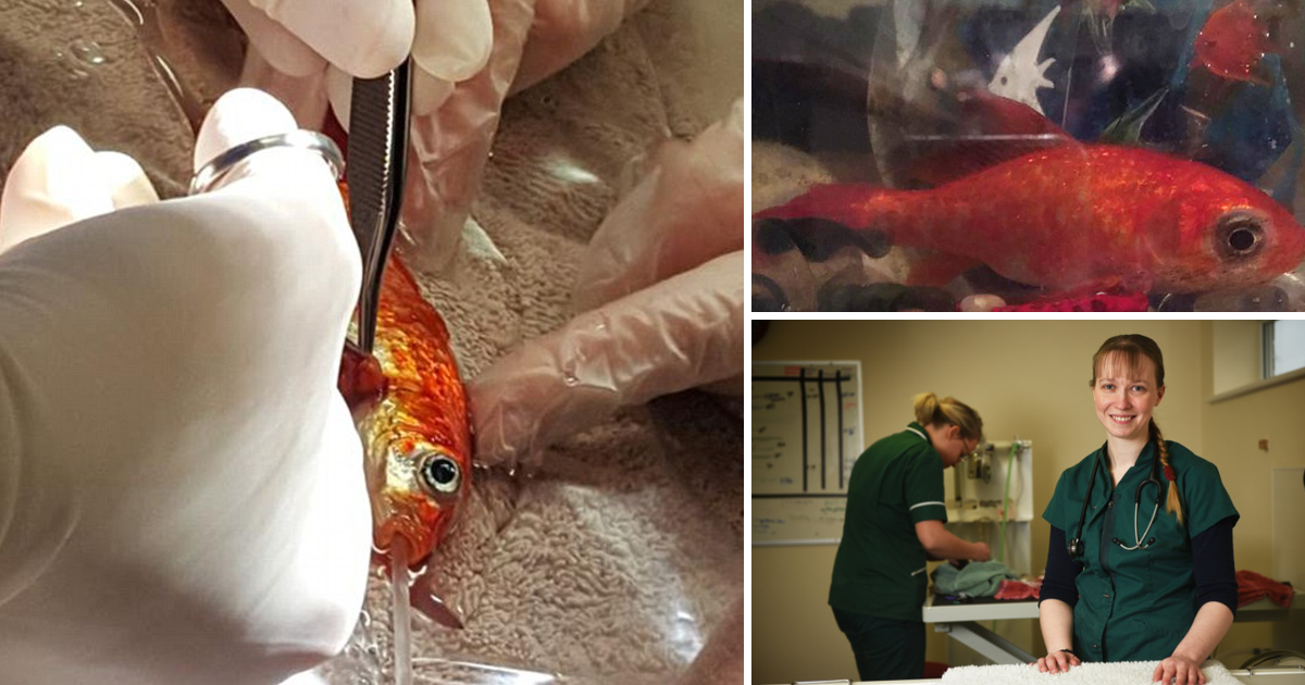 Família gastou 235€ para remover tumor ao seu Goldfish com 20 anos de idade