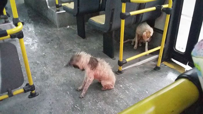 Condutor de autocarro dá boleia a cães de rua durante tempestade