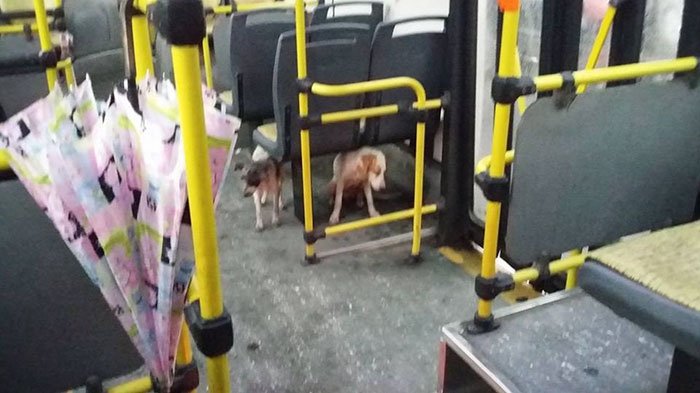 Condutor de autocarro dá boleia a cães de rua durante tempestade