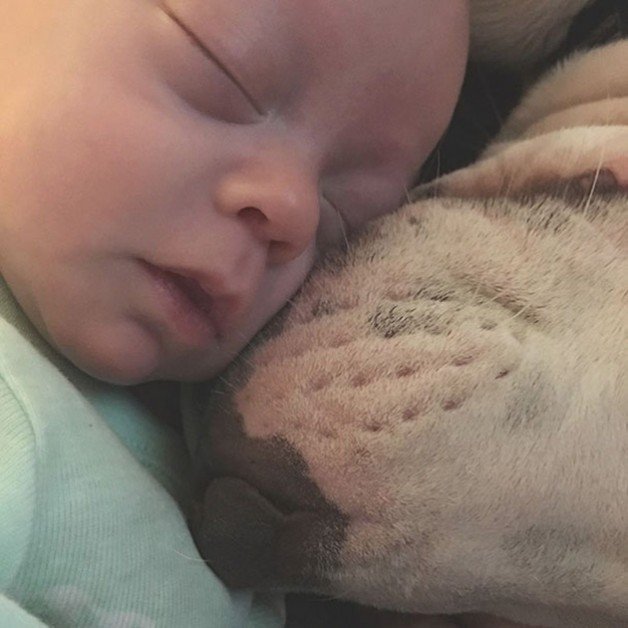 Cão adotado cria laço incrível com bebé que nasceu prematura