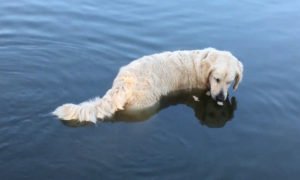 Cão paciente usa bocados de pão para fazer pescaria no lago