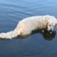 Cão paciente usa bocados de pão para fazer pescaria no lago