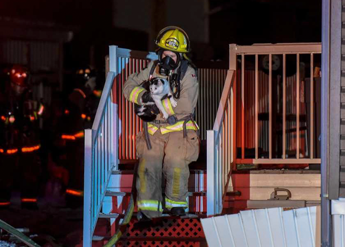 Gato herói salva família de incêndio ao morder a dona para a avisar do perigo
