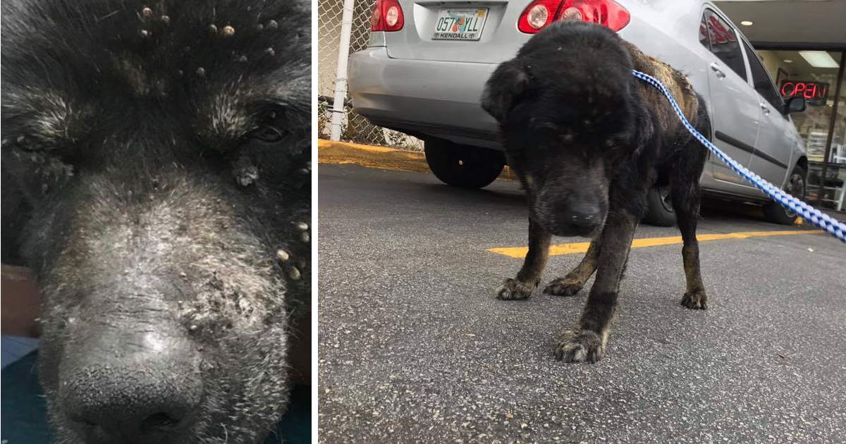 Família abandona cão cego na rua por estar coberto de carraças
