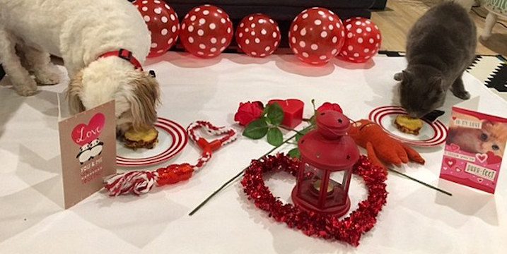 Preparou um jantar especial do Dia dos Namorados para os seus animais, e a internet adorou