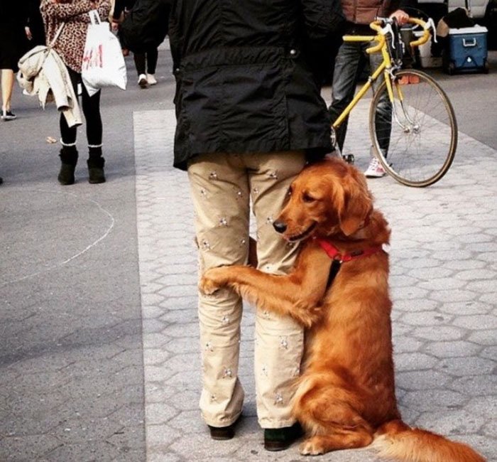 Esta cadela está obcecada em dar abraços a toda a gente