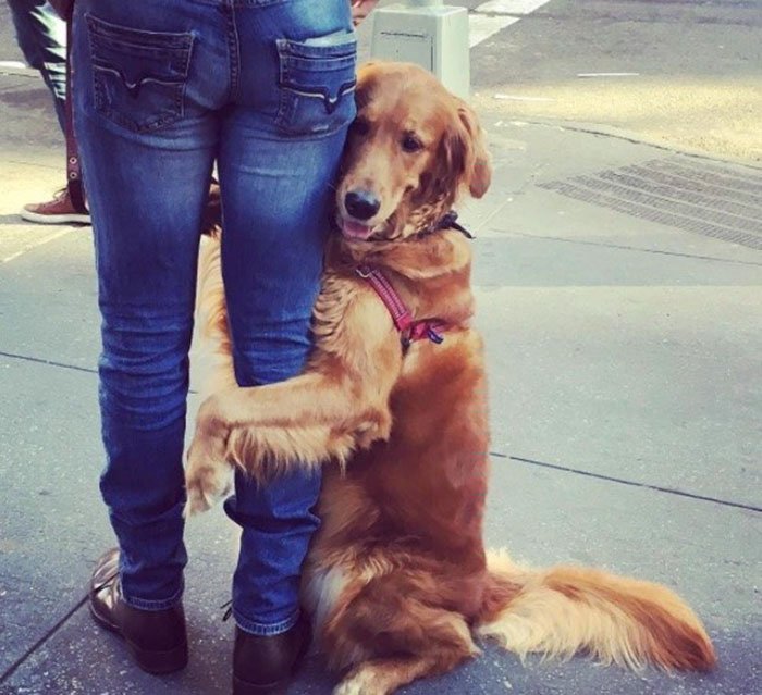 Esta cadela está obcecada em dar abraços a toda a gente