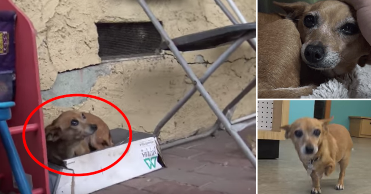 Cadela com 3 patas viveu 5 meses na rua, dentro de um caixote