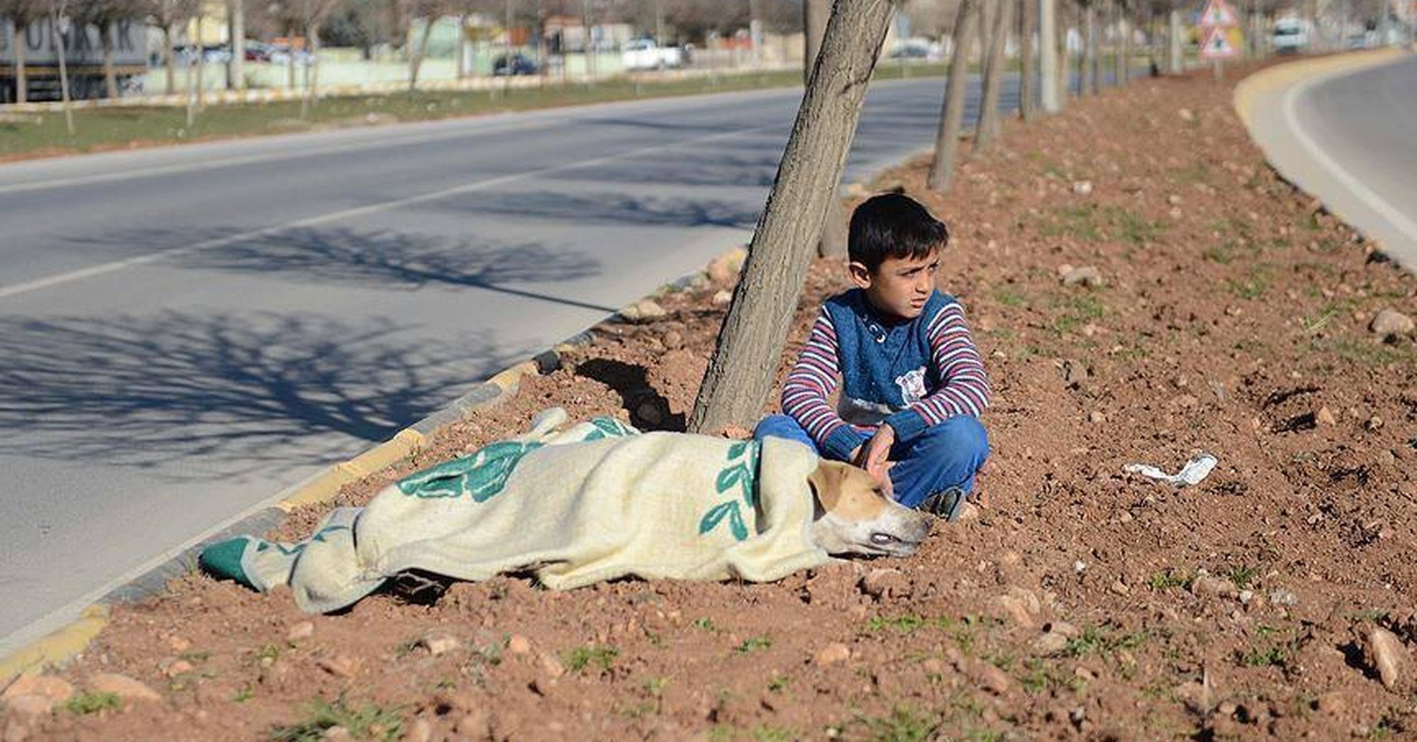 Refugiado sírio, de 8 anos, conforta cão ferido na rua até chegar ajuda