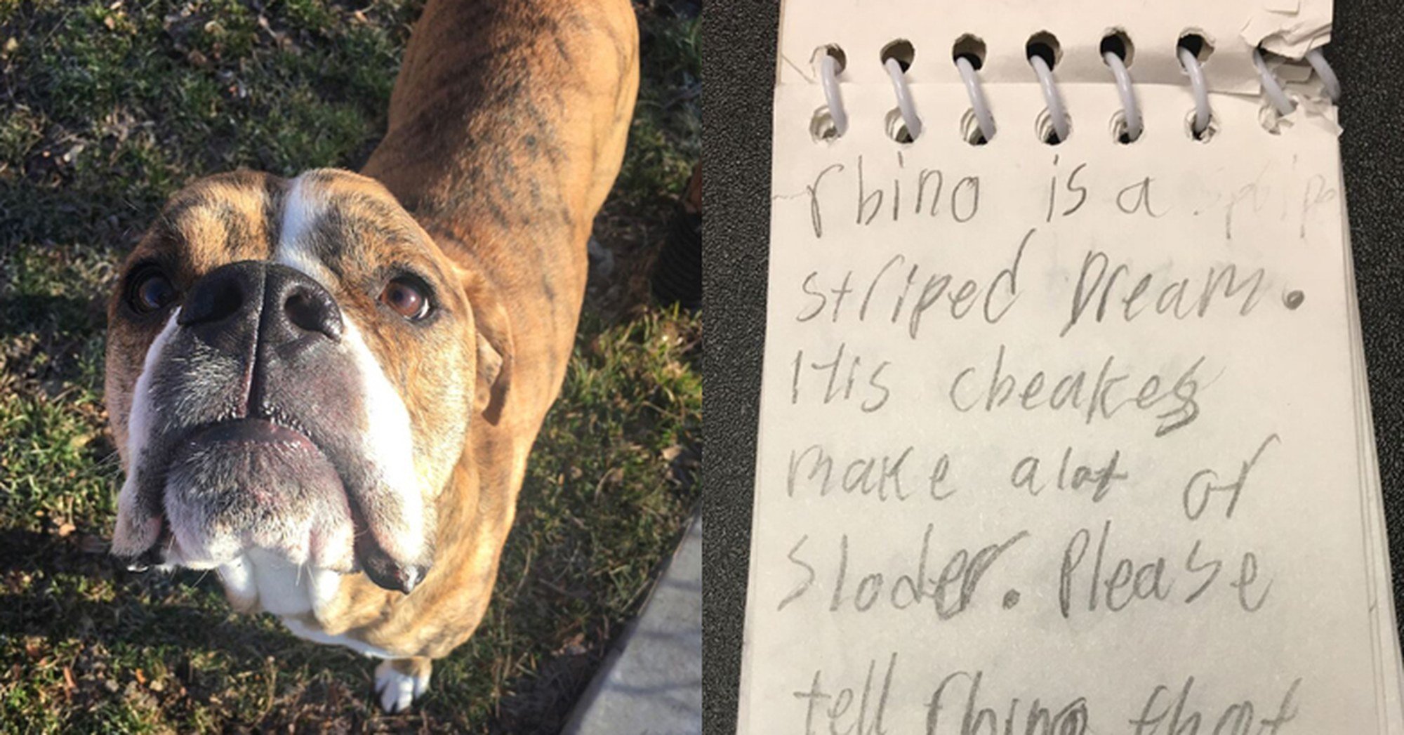 Cão foi devolvido ao abrigo, com uma carta emocionante de uma menina que o ama muito