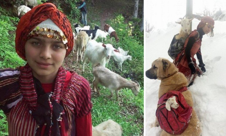 Menina pastora, e o seu cão resgataram uma cabra e o seu bebé, e encantaram a web