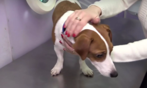Família faz cirurgia plástica ao cão, porque não gostavam das orelhas