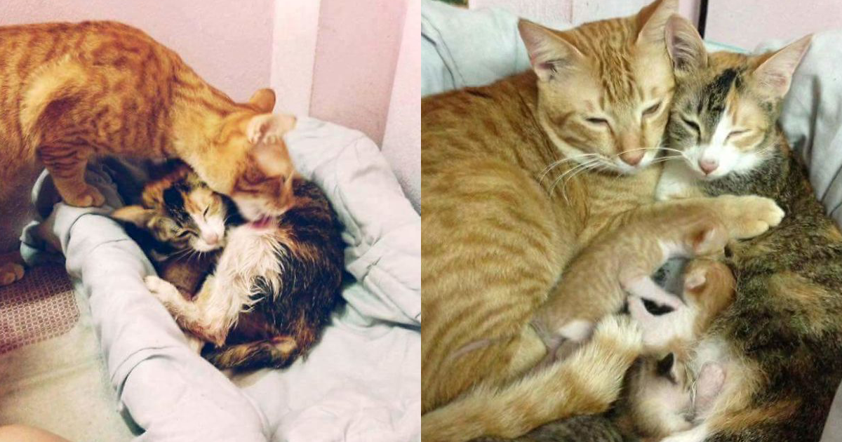 Gato papá a dar apoio à gata mamã no momento de dar à luz, está a conquistar a web