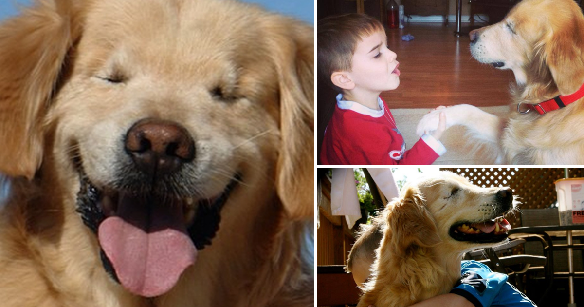 Nasceu cego, e ia ser abatido, até que alguém o adotou: hoje é cão de terapia