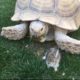 Tartaruga salva coelho bebé em noite fria, acolhendo-o na sua carapaça