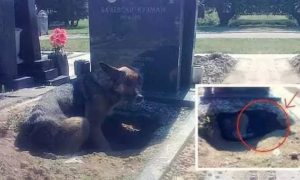Achavam que a cadela queria estar perto do túmulo do dono, mas havia outra explicação