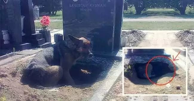 Achavam que a cadela queria estar perto do túmulo do dono, mas havia outra explicação
