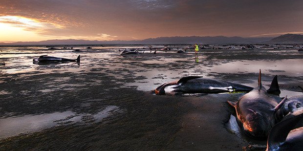 Tragédia: 400 baleias deram à costa na Nova Zelândia. 300 já morreram