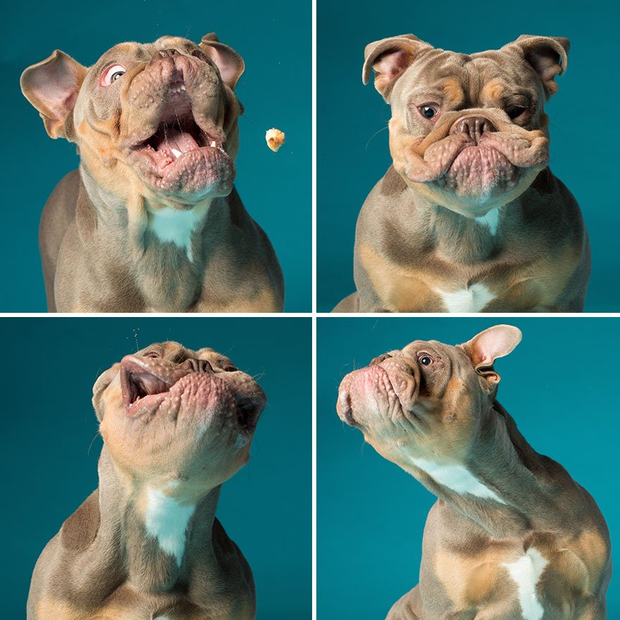 Este fotógrafo especializou-se em captar as expressões dos cães, e o resultado é GENIAL