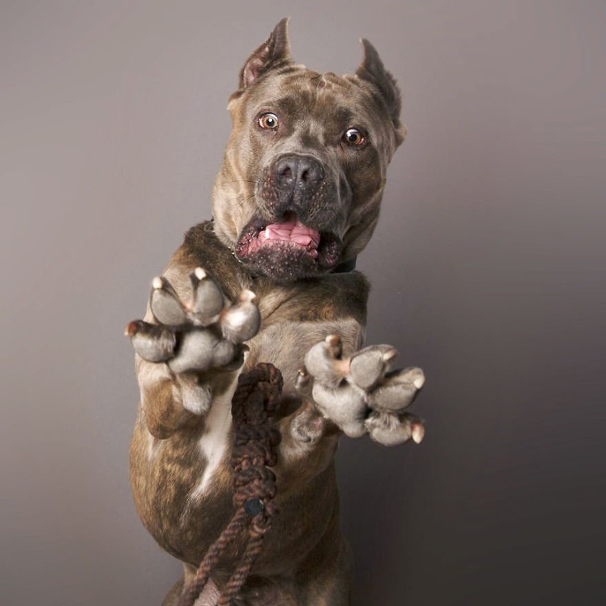 Este fotógrafo especializou-se em captar as expressões dos cães, e o resultado é GENIAL