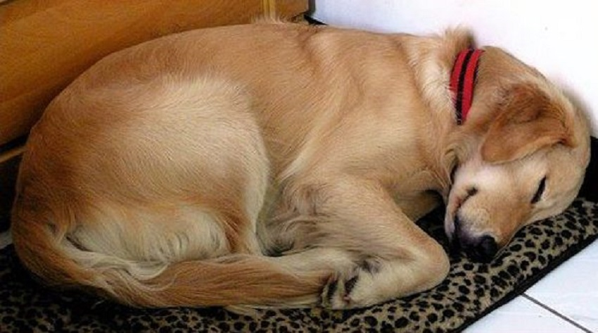 Cão desconhecido entrava em casa apenas para dormir uma sesta, e depois seguia caminho