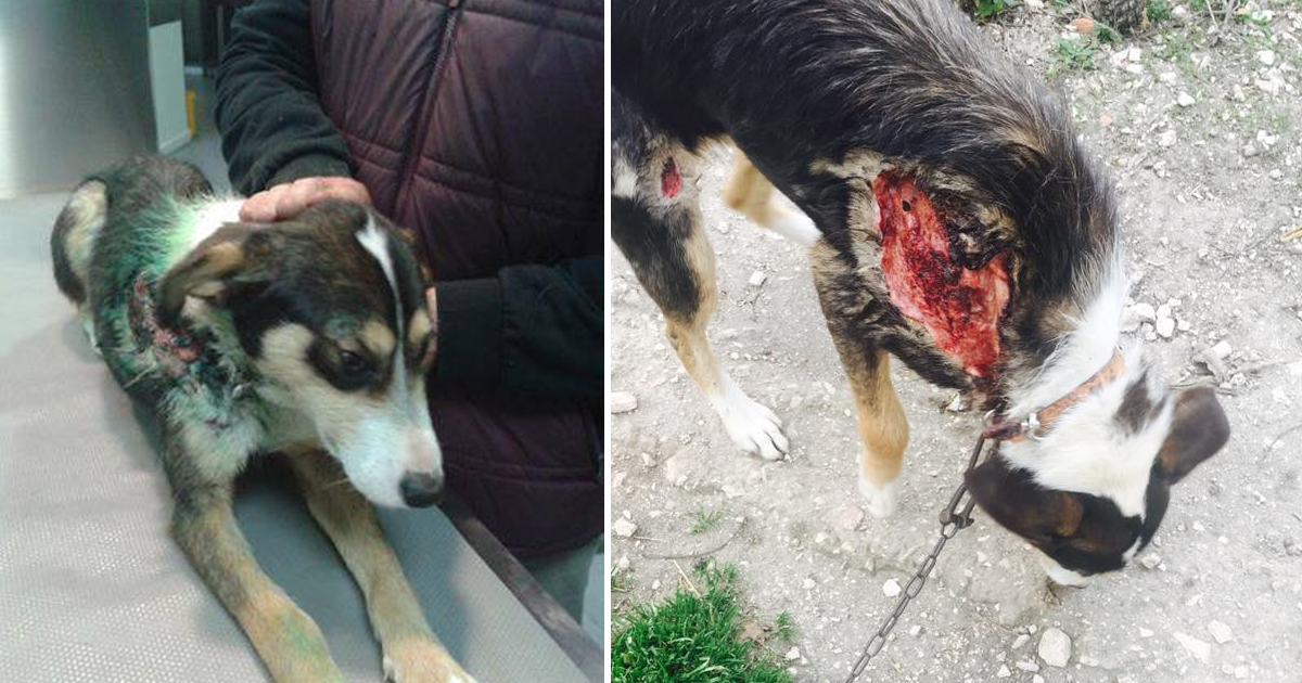 Cadela ferida foi deixada amarrada ao portão de uma casa em Rio Maior
