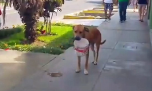 Video: Cão com sede implora por água com balde na boca