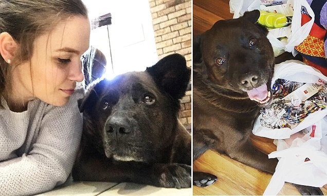 Despediu-se do cão, que adotou há 9 anos, com um post que está a emocionar muita gente