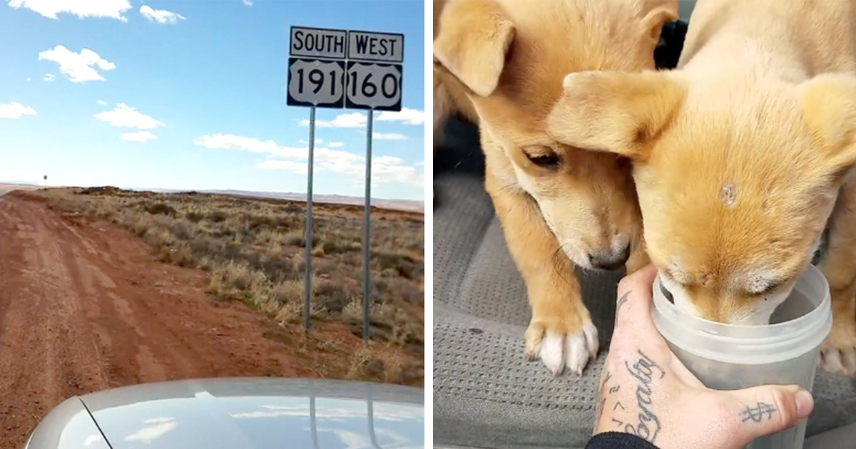 Amigos em viagem ficam chocados ao encontrar 2 cães abandonados no meio do deserto