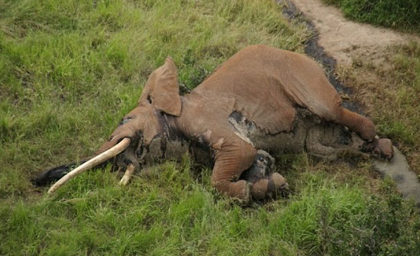 Caçadores matam um dos últimos elefantes com «presas gigantes» em África