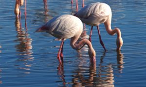 Crianças agridem flamingo até à morte no jardim zoológico