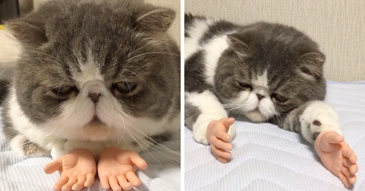 Este gato com próteses de mãos humanas, ficou viral, e há quem adore, e quem odeie