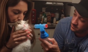 Casal dedica a vida a adotar gatos com necessidades especiais, e vais perceber porquê neste vídeo