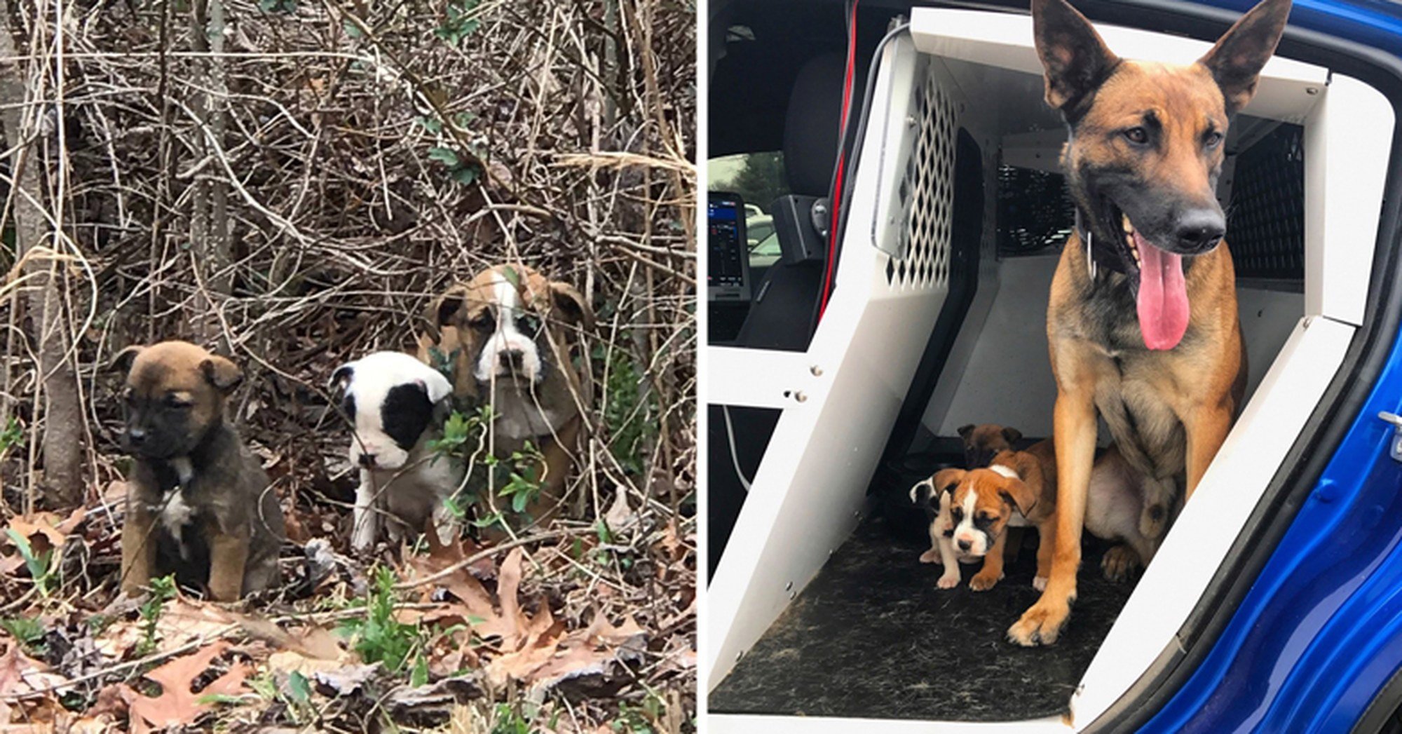 Este cão polícia ajudou a resgatar três cachorros abandonados