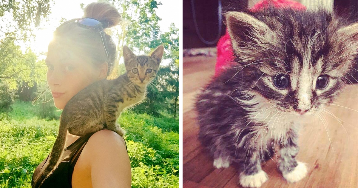 Esta estudante já resgatou mais de 350 gatos da rua, em menos de 2 anos