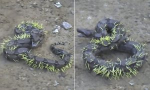 Serpente tenta matar porco-espinho e fica perfurada pelos picos